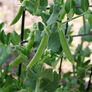 Little SnapPea Crunch, Pea Seeds - Packet (1 oz.) thumbnail number null